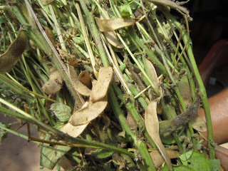 黃豆種植
