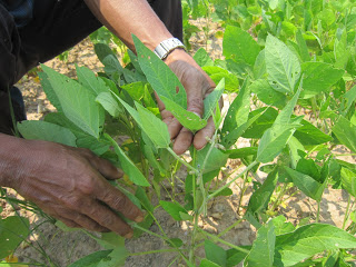 種植黃豆近期照片